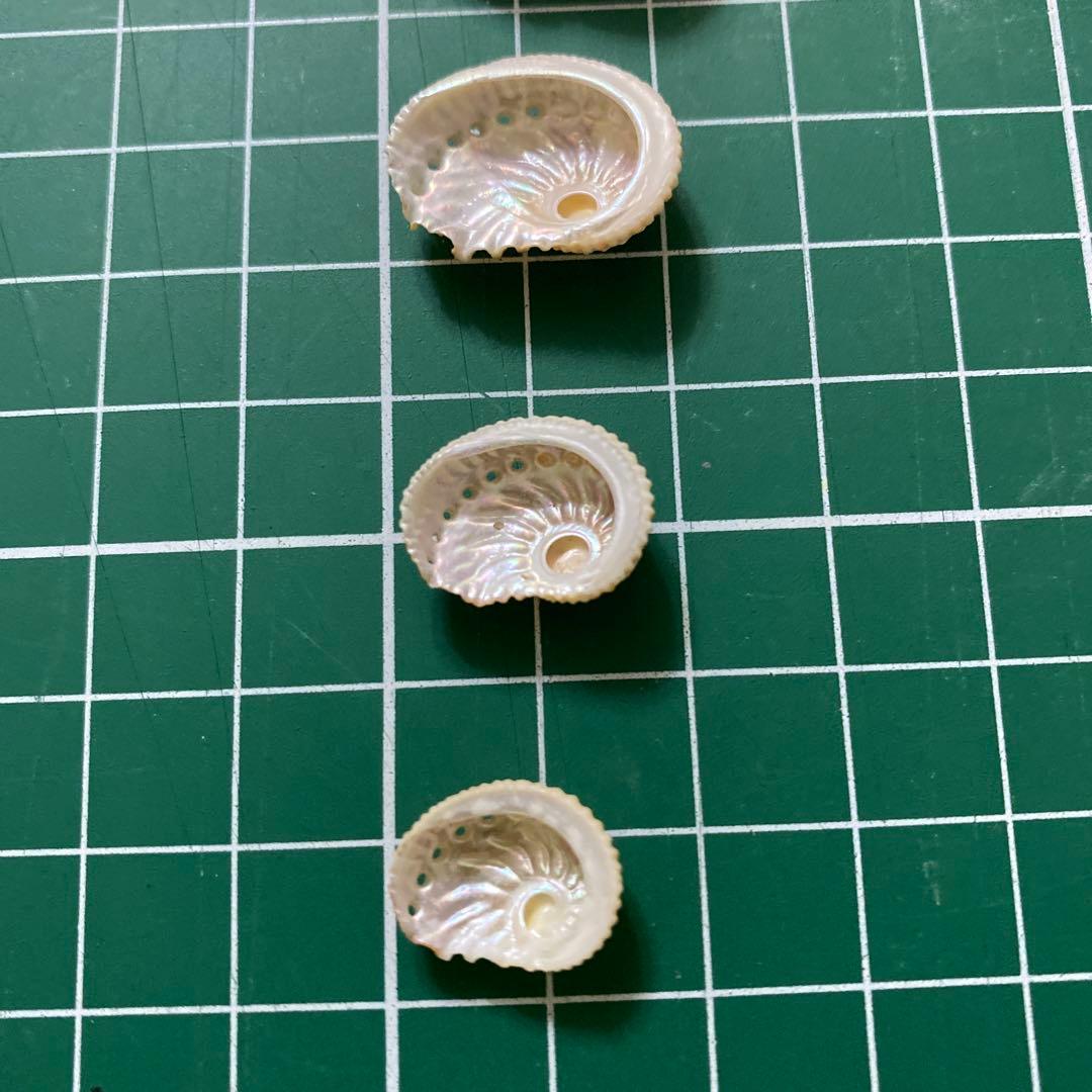 アザミアワビ　貝殻　希少　5個　タヒチ産