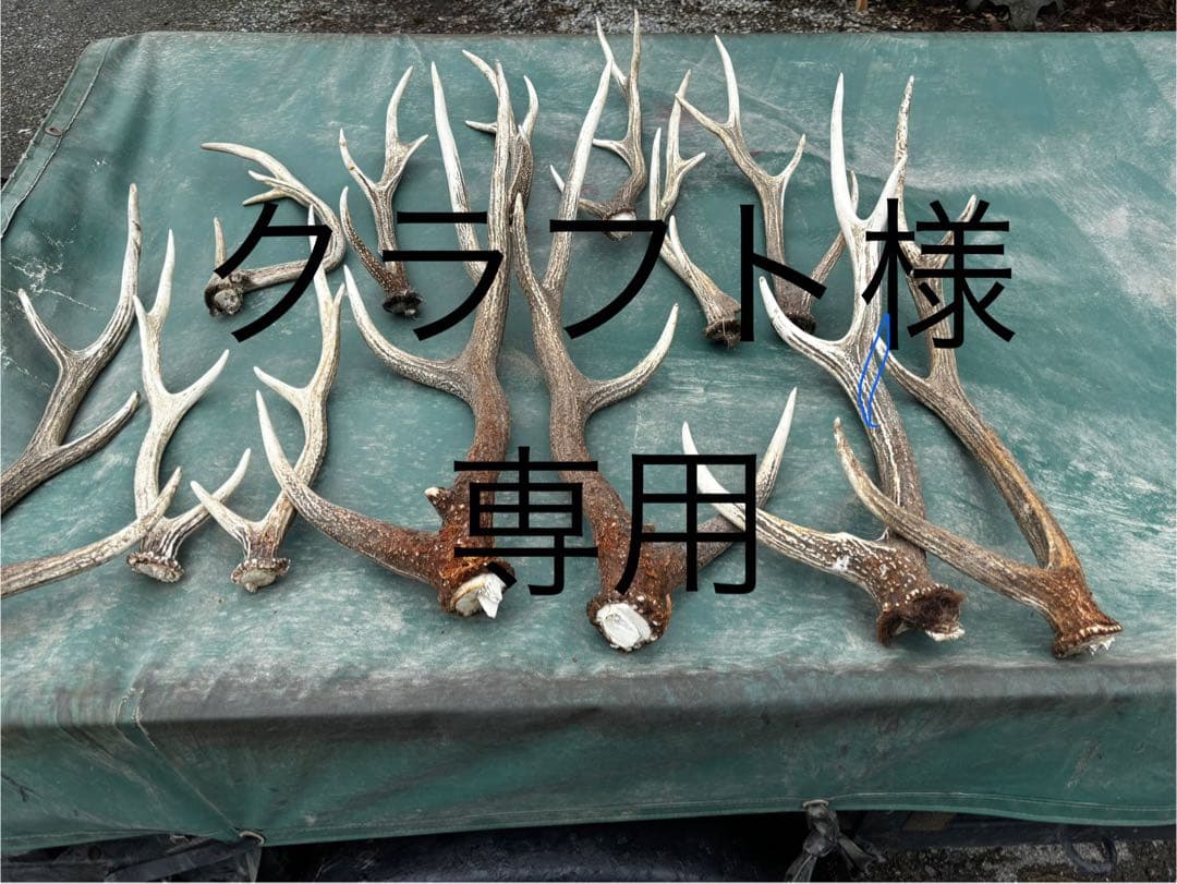 蝦夷鹿　鹿の角 複数セット 自然乾燥済み