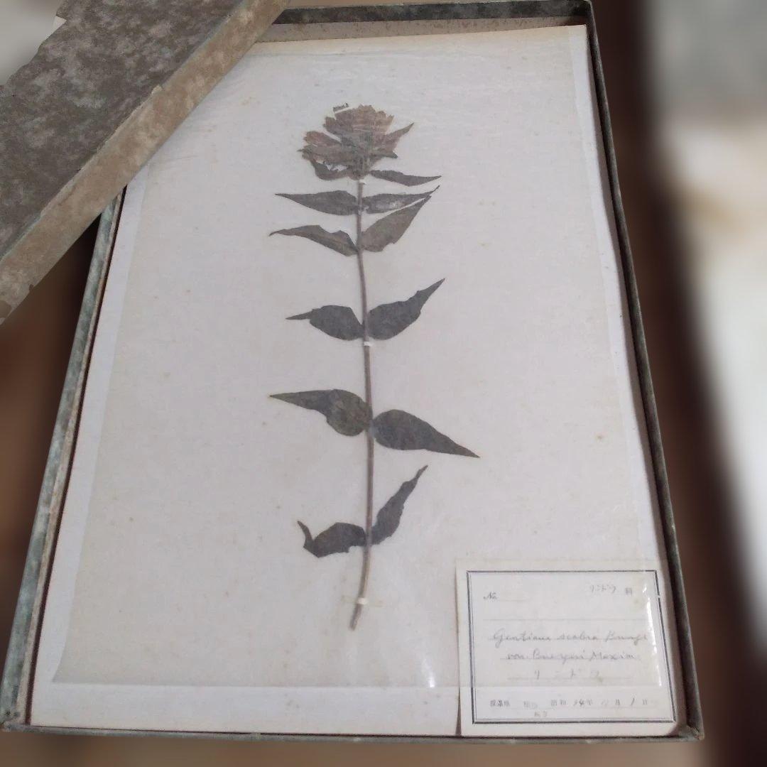 珍品　薬用植物標本 　海藻植物標本　コレクション　アンティーク