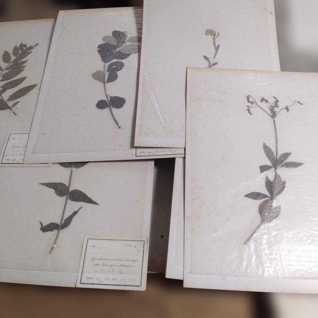 珍品　薬用植物標本 　海藻植物標本　コレクション　アンティーク