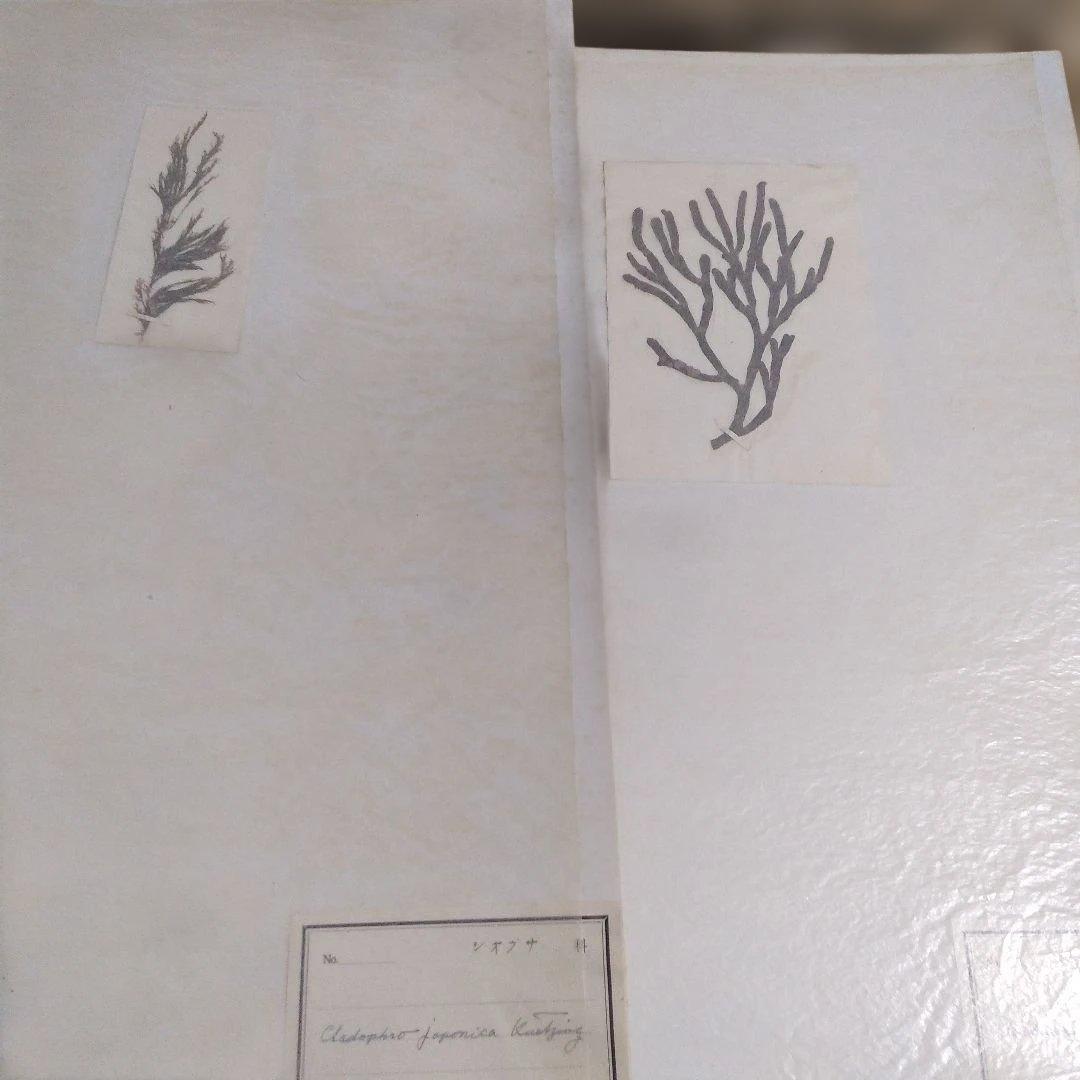 珍品　薬用植物標本 　海藻植物標本　コレクション　アンティーク
