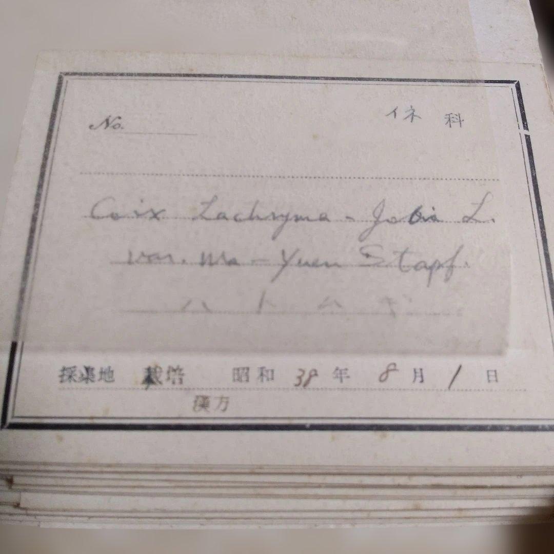 珍品　薬用植物標本 　海藻植物標本　コレクション　アンティーク