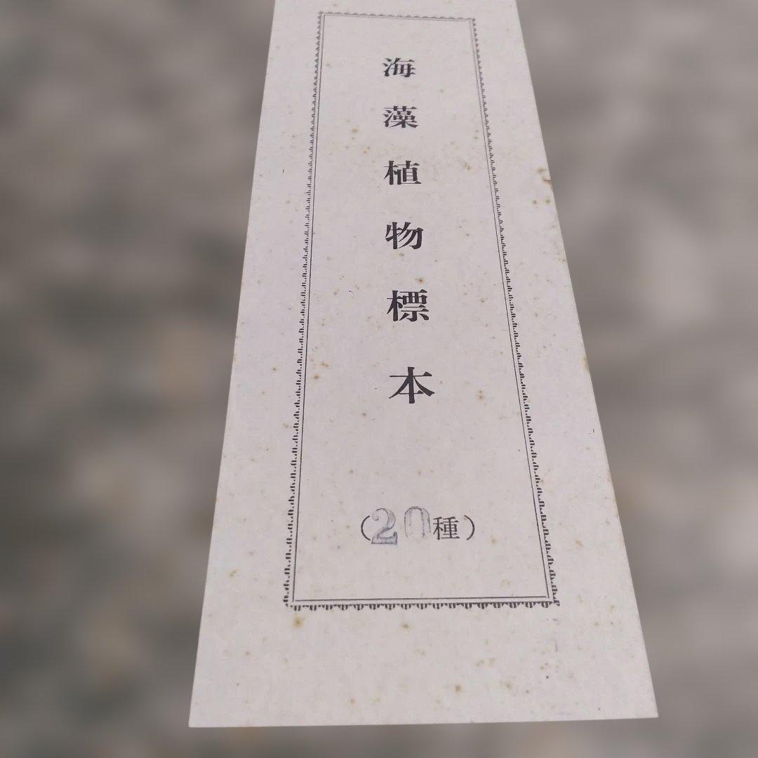 珍品　薬用植物標本 　海藻植物標本　コレクション　アンティーク