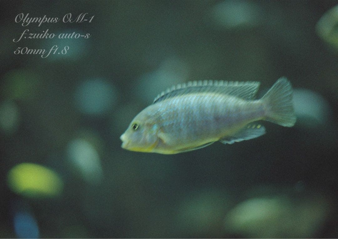 ★完動品＊美品＊初期保証★OM-1 &レンズf1.4★リザード・オリーブブラック