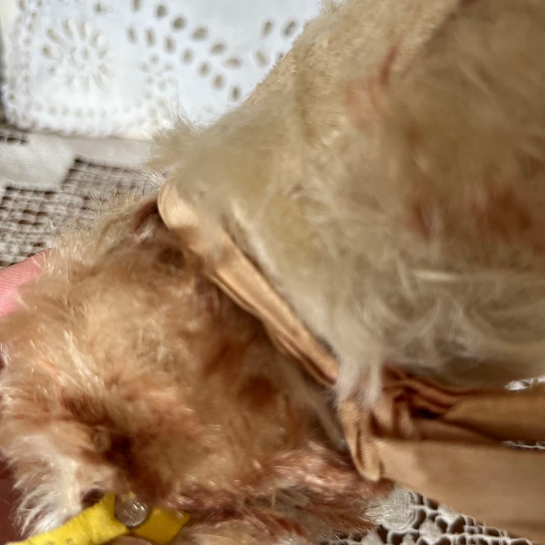 シュタイフ　犬のぬいぐるみ　Molly Puppy Steiff タグボタン有