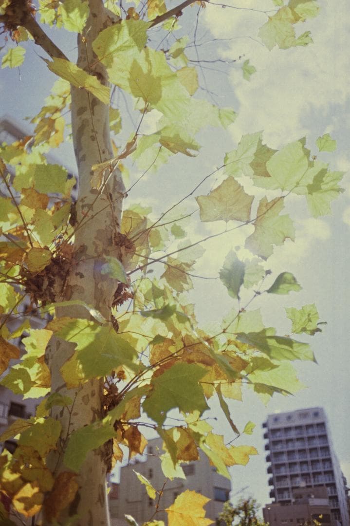 【実用•珍品•作例あり】Topcor 35mm f2.8 + Nicca 5