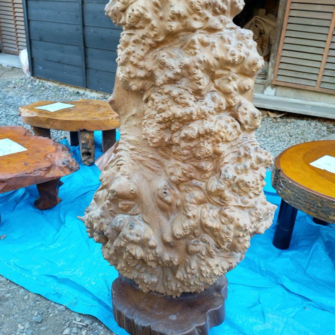 イチイ（一位）のつい立てです。