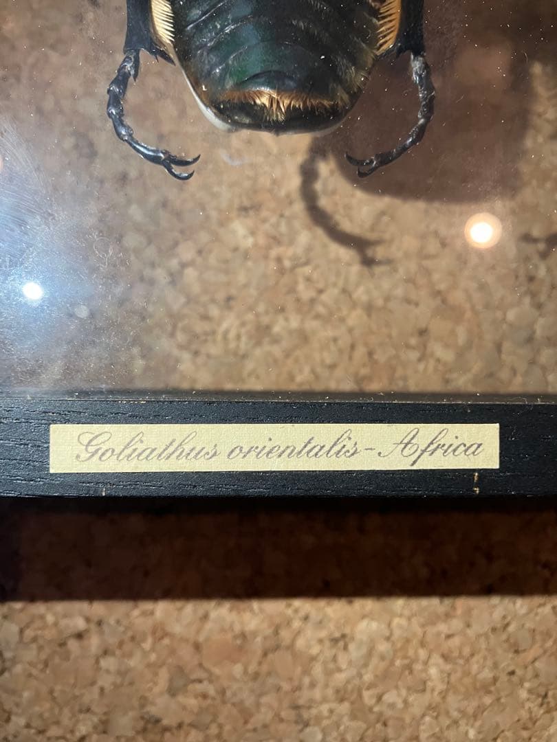 標本/ゴライアスオオツノハナムグリ/ゴライアスオリエンタリス/フィギュア付
