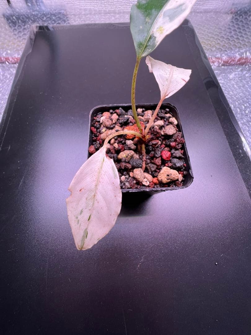 C*❗様 セファランドラ（斑入り株）Bucephalandra Pipto