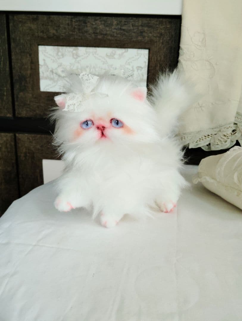 綺麗なオメメの女の子❤エキゾチック子猫ちゃん♡アートドール♡ぬいぐるみ♡