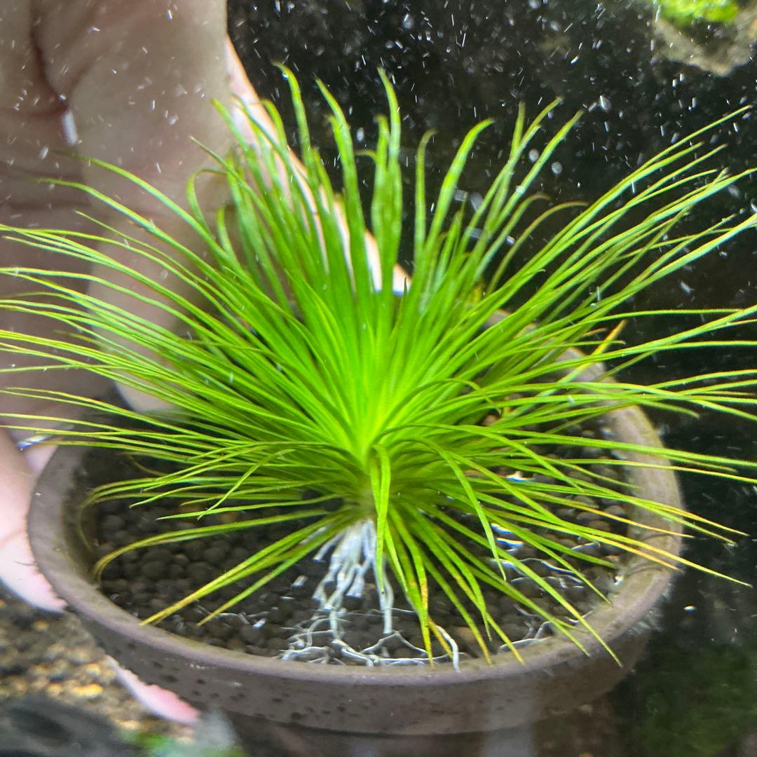 【メルカリ便】珍！ホシクサsp.キンバリーナロー　大株　1株　約11cm 鉢付き