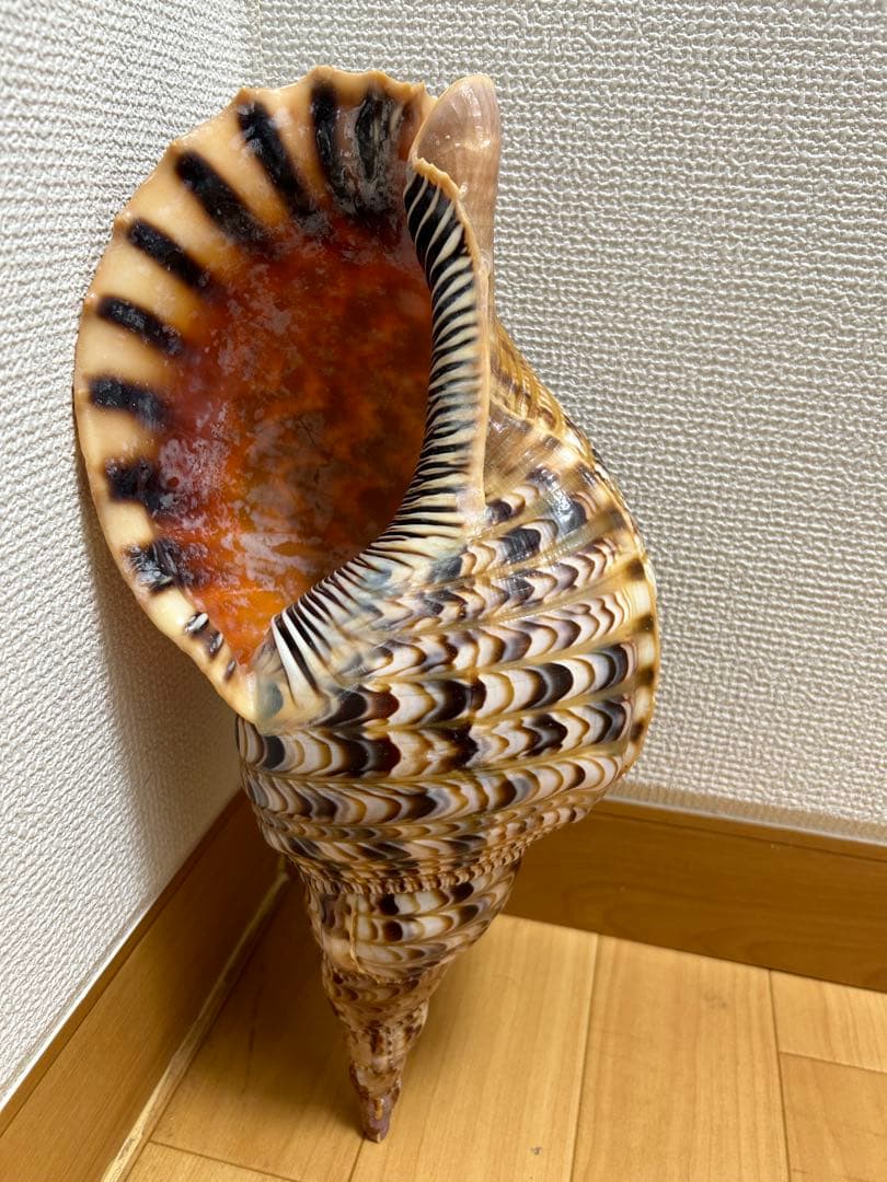 法螺貝　ホラガイ　36cm