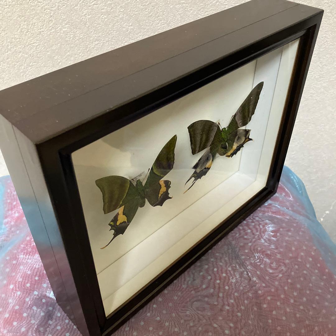 テングアゲハ　ペア（ベトナム）