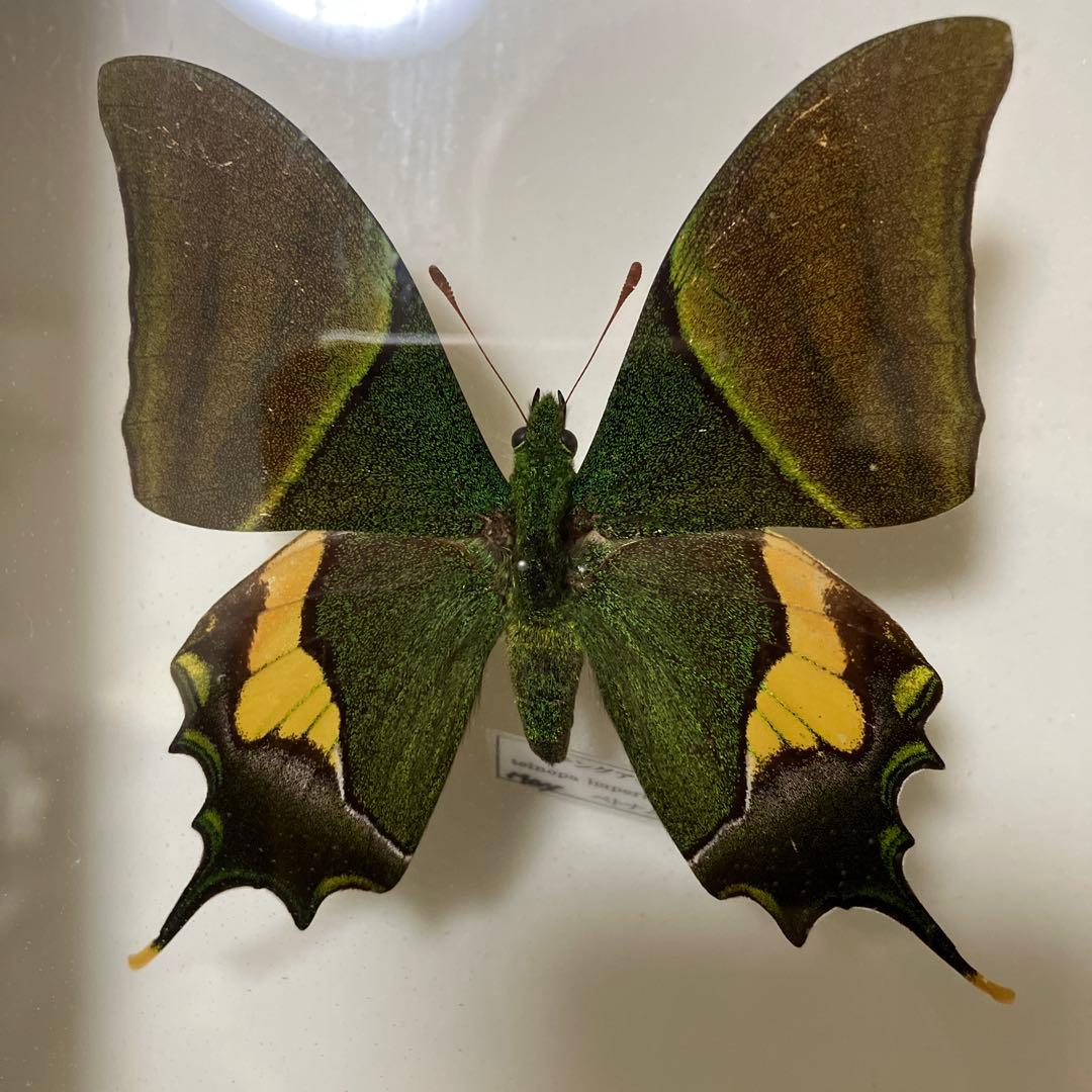 テングアゲハ　ペア（ベトナム）