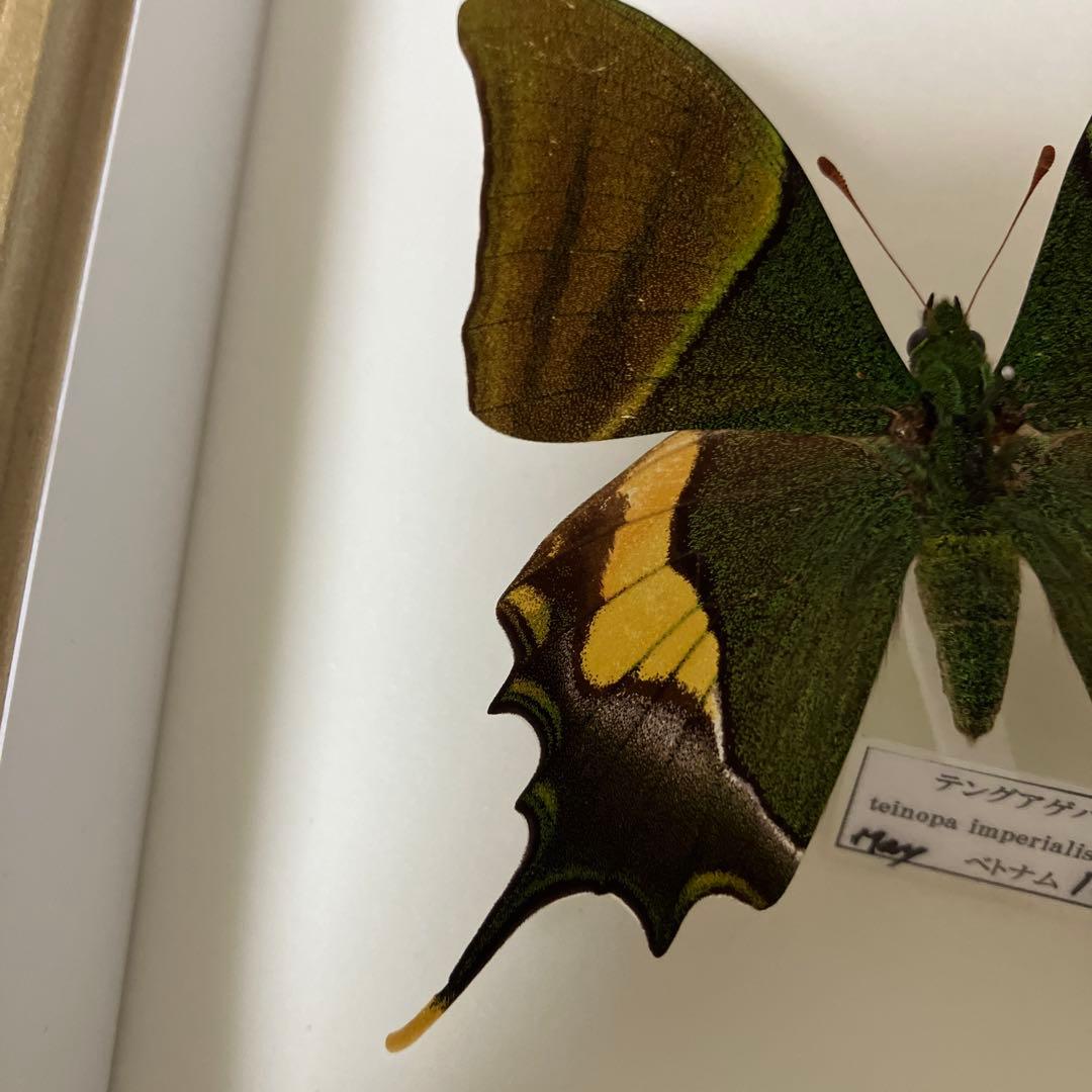 テングアゲハ　ペア（ベトナム）