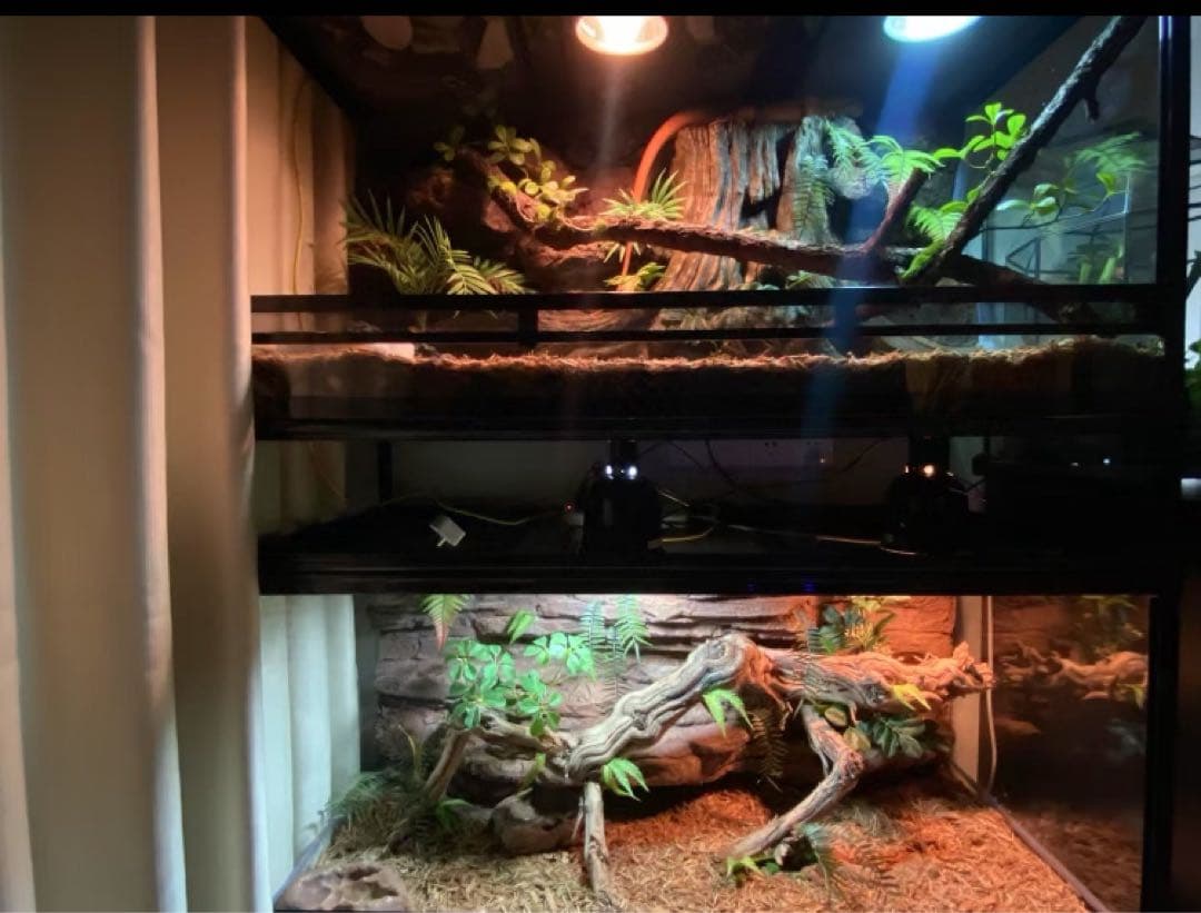 爬虫類用品卸 爬虫類飼育ガラスケージ両生類飼育ケージ603030(cm引取り限定