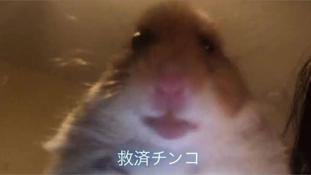 夏休み　ボドガーセット