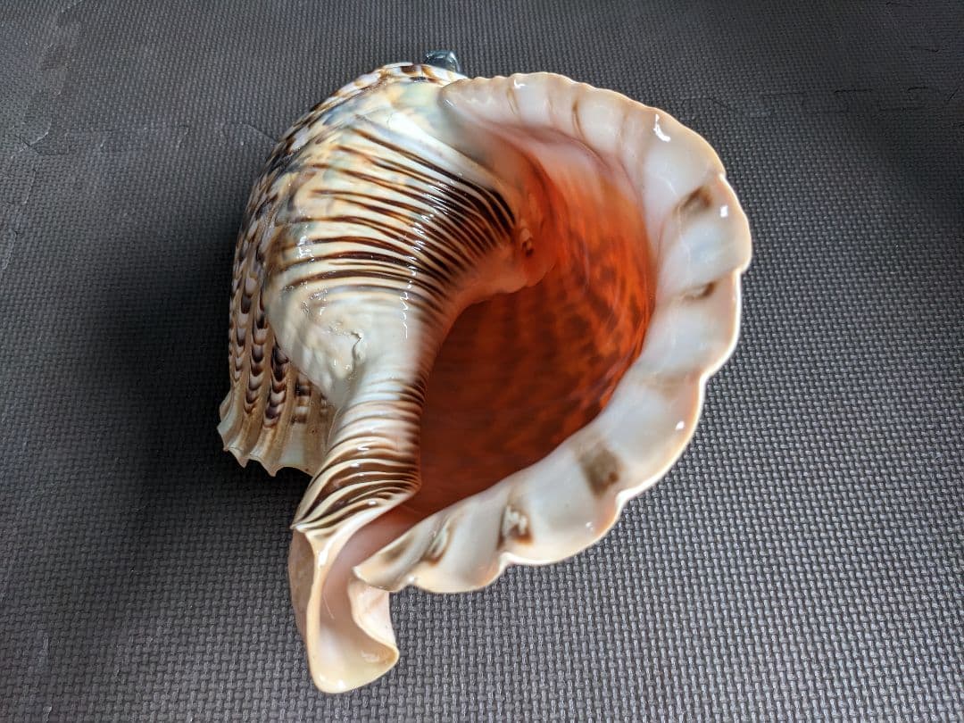 修験法螺貝　43cm　※購入前コメント必須