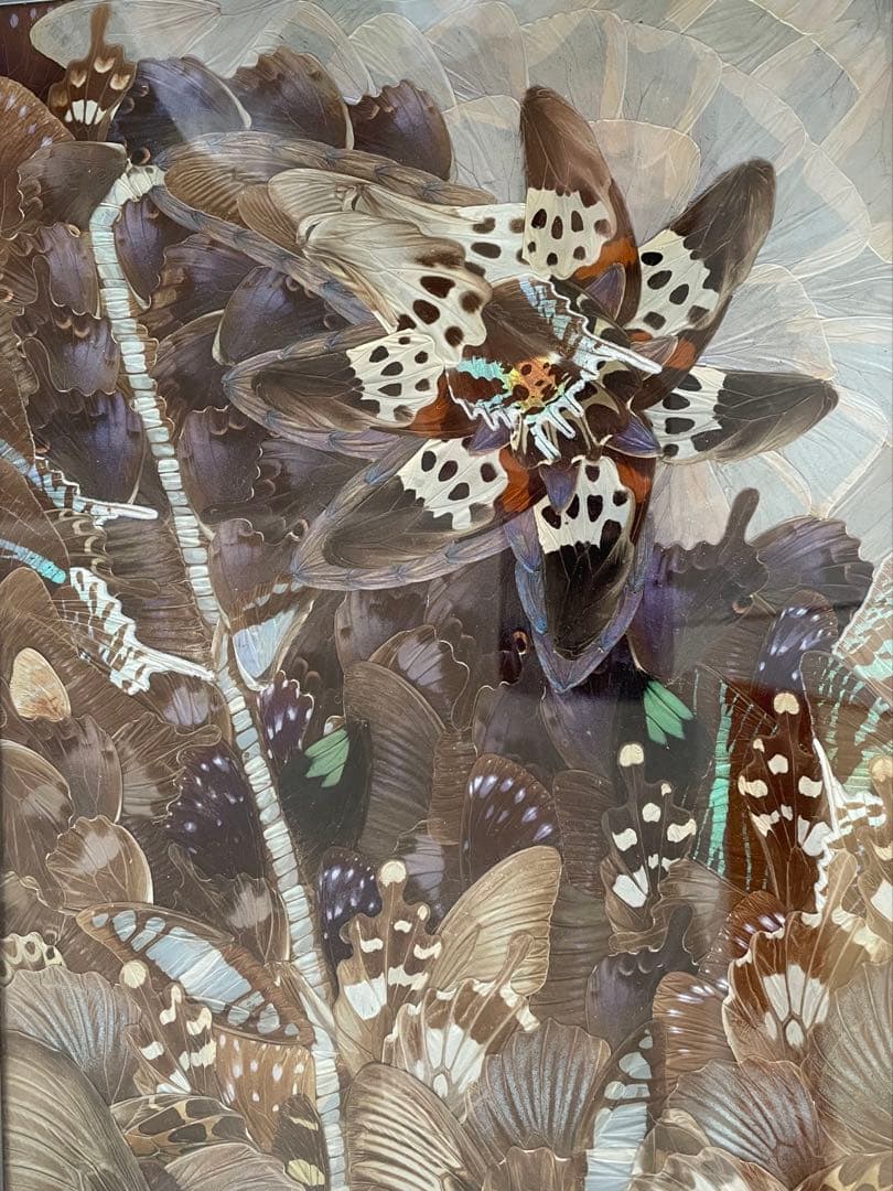 蝶絵画　蝶の羽　羽根細工　バタフライアート