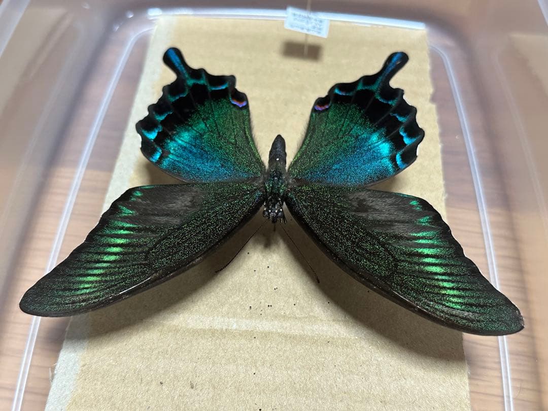 ミヤマカラスアゲハ　標本　採取品