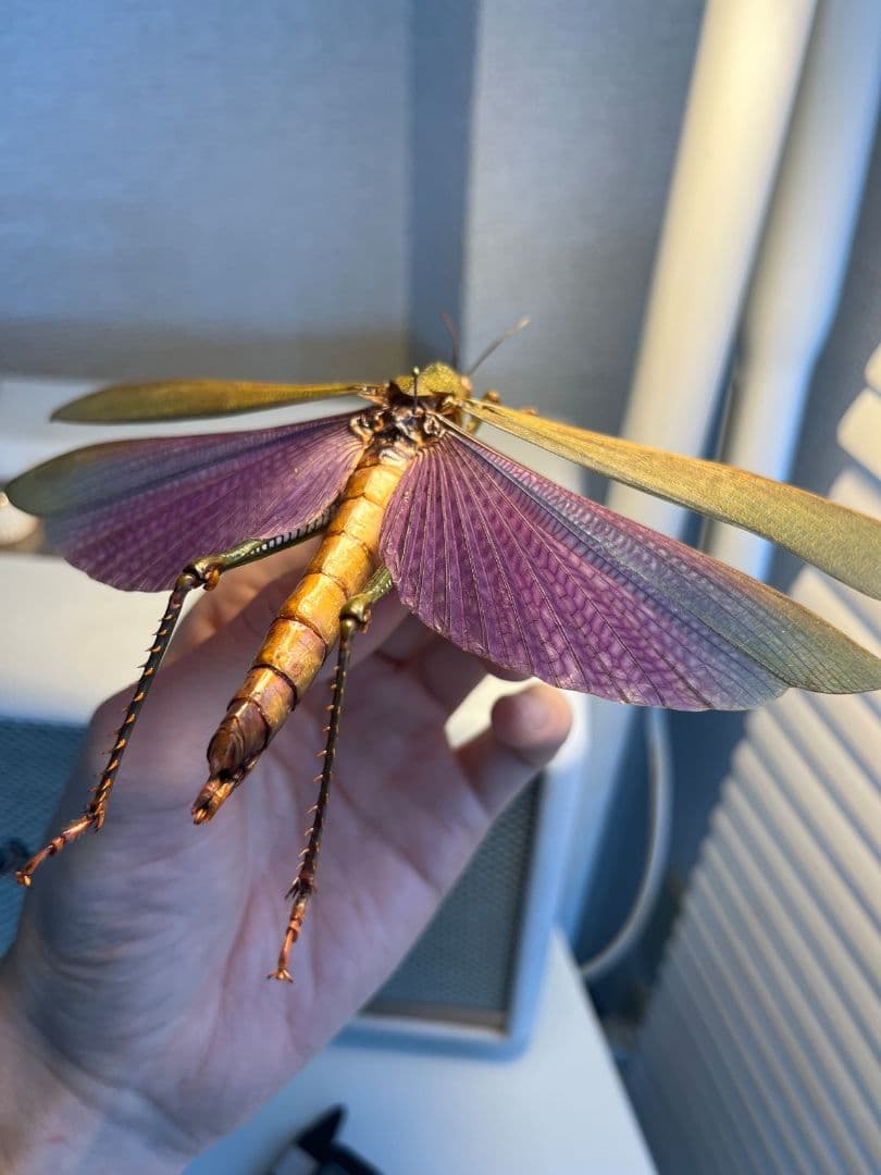 【飛蝗最大級】シタムラサキオオバッタ 昆虫標本 直翅類 カマキリ マンティス