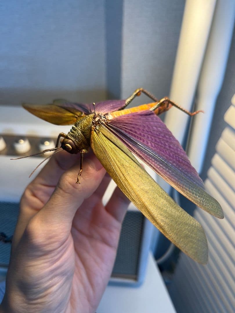 【飛蝗最大級】シタムラサキオオバッタ 昆虫標本 直翅類 カマキリ マンティス