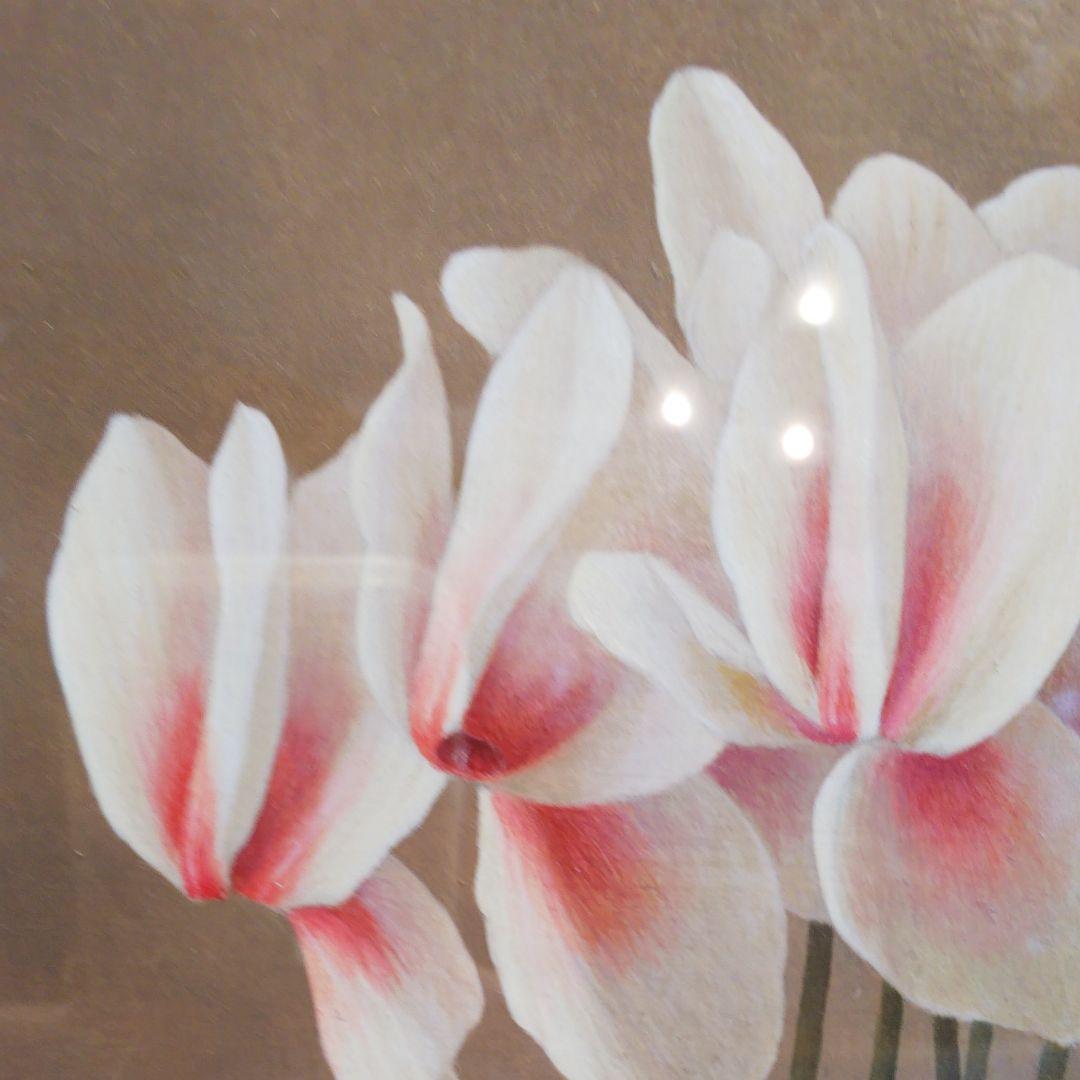 【最終お値下げ！！】近藤俊一 ☆ シクラメン