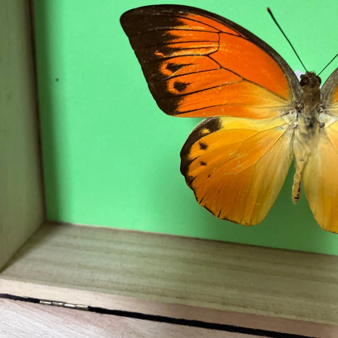 デタニツマベニチョウ