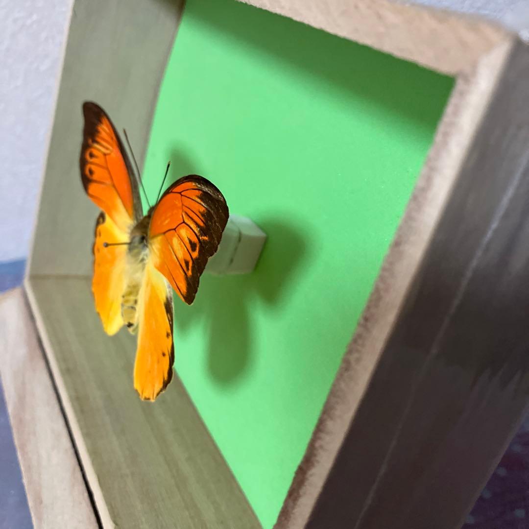 デタニツマベニチョウ