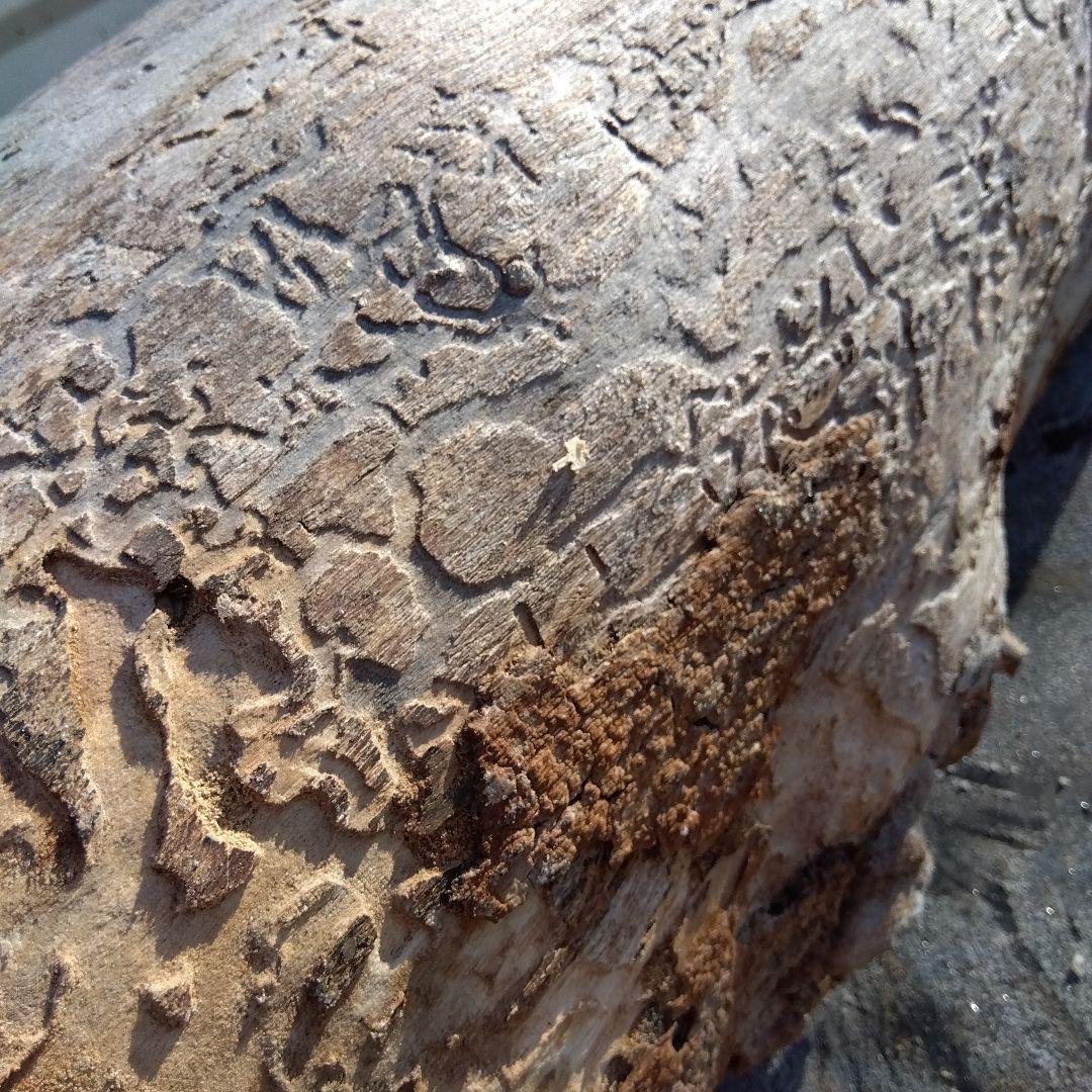 自然な木目の丸太 樹洞 丸洞 桐老木 昆虫飼育箱