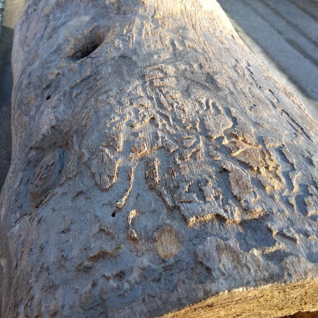 自然な木目の丸太 樹洞 丸洞 桐老木 昆虫飼育箱