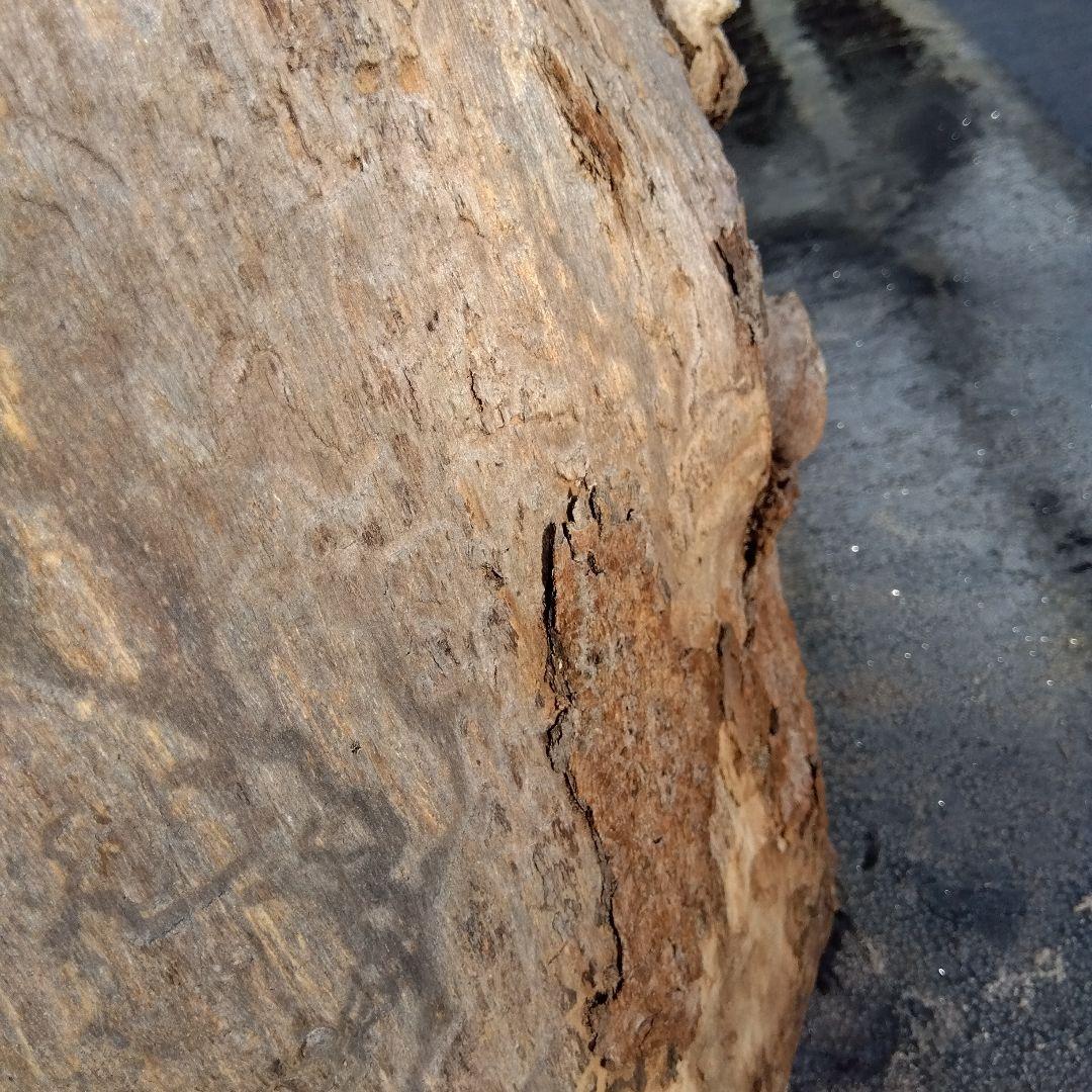 自然な木目の丸太 樹洞 丸洞 桐老木 昆虫飼育箱