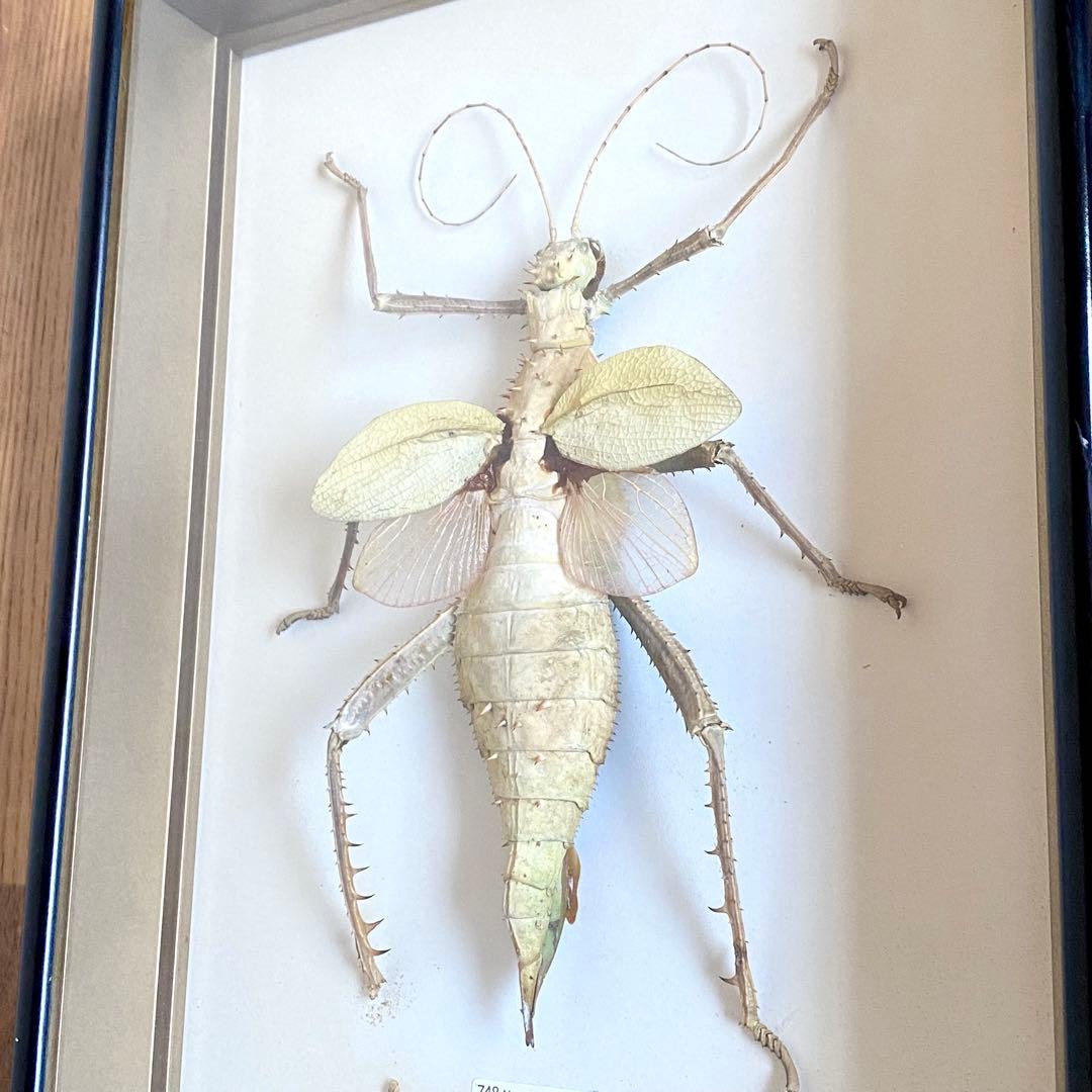 マレーオオナナフシ 昆虫標本 Heteropteryx dilatata