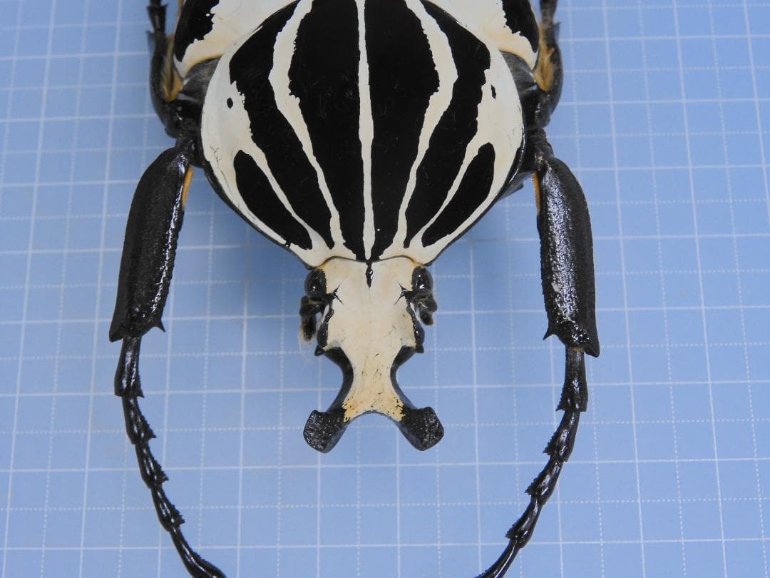 標本 Goliathus giliatus 94mm