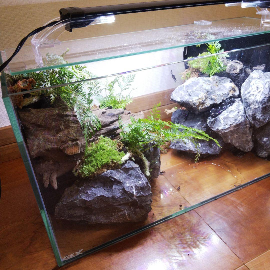 【受注生産】滝のあるアクアテラリウム　イモリウム　苔テラリウム　アクアテラリウム