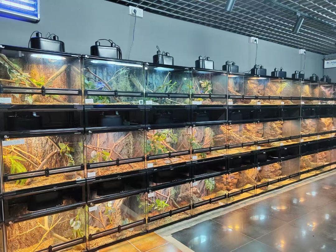 自社製組み立て式爬虫類両生類ケージガラス飼育ケージ120x60x120cm引取り