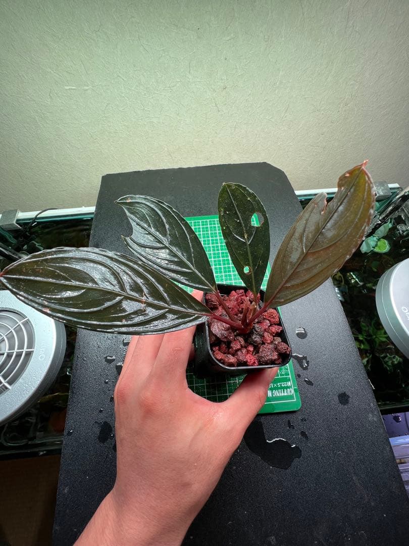 ブセファランドラ　スケルトンキング 22株