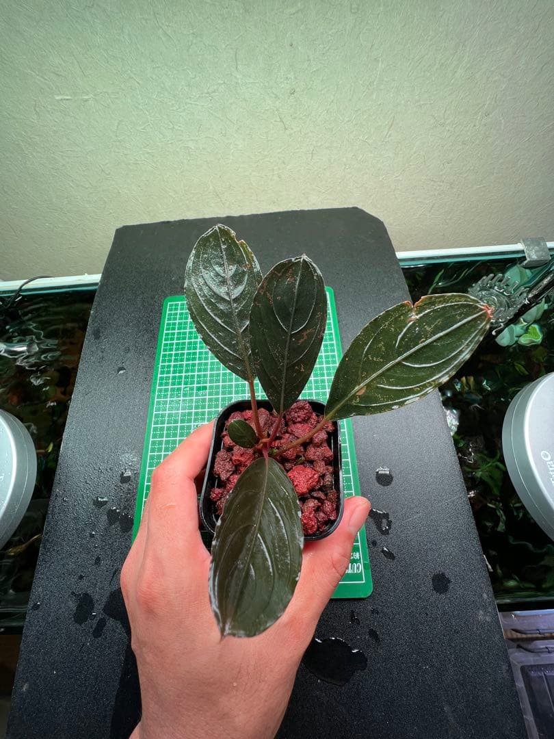 ブセファランドラ　スケルトンキング 22株