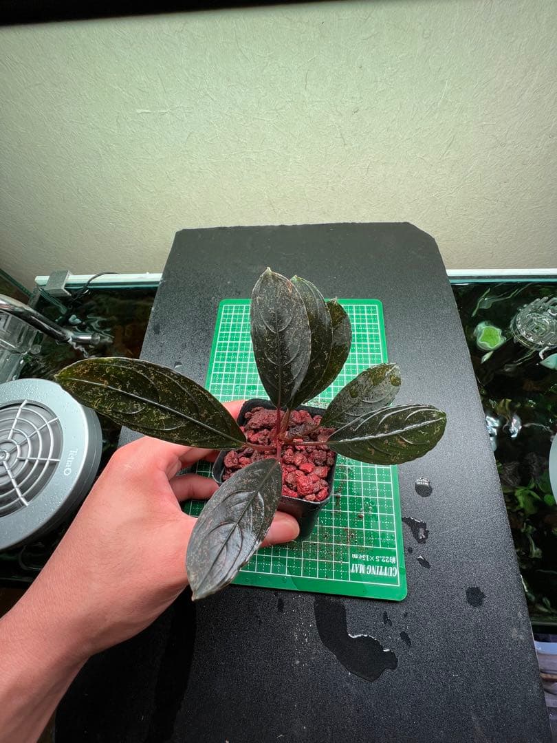 ブセファランドラ　スケルトンキング 22株