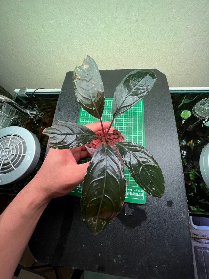 ブセファランドラ　スケルトンキング 22株