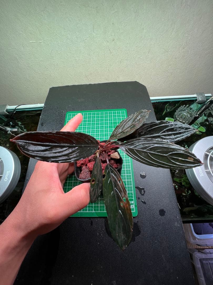 ブセファランドラ　スケルトンキング 22株