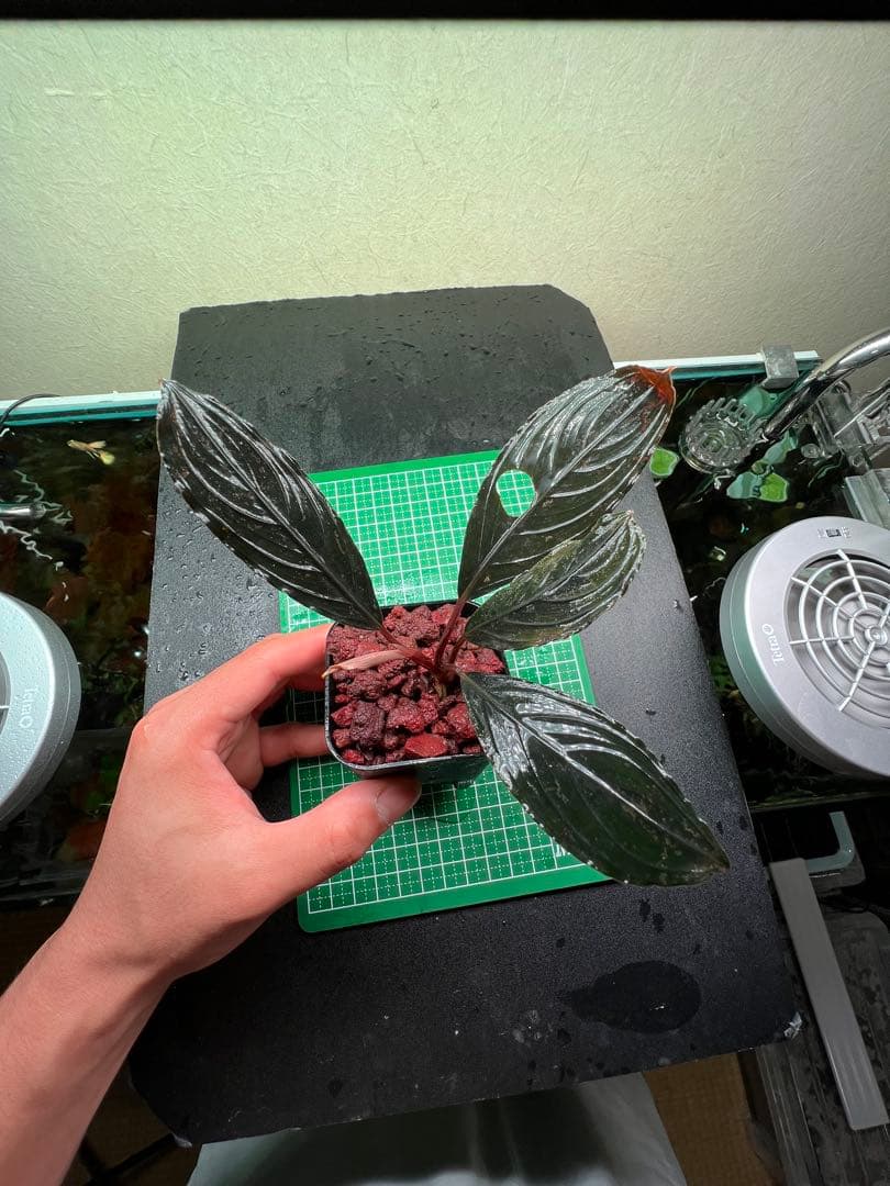 ブセファランドラ　スケルトンキング 22株