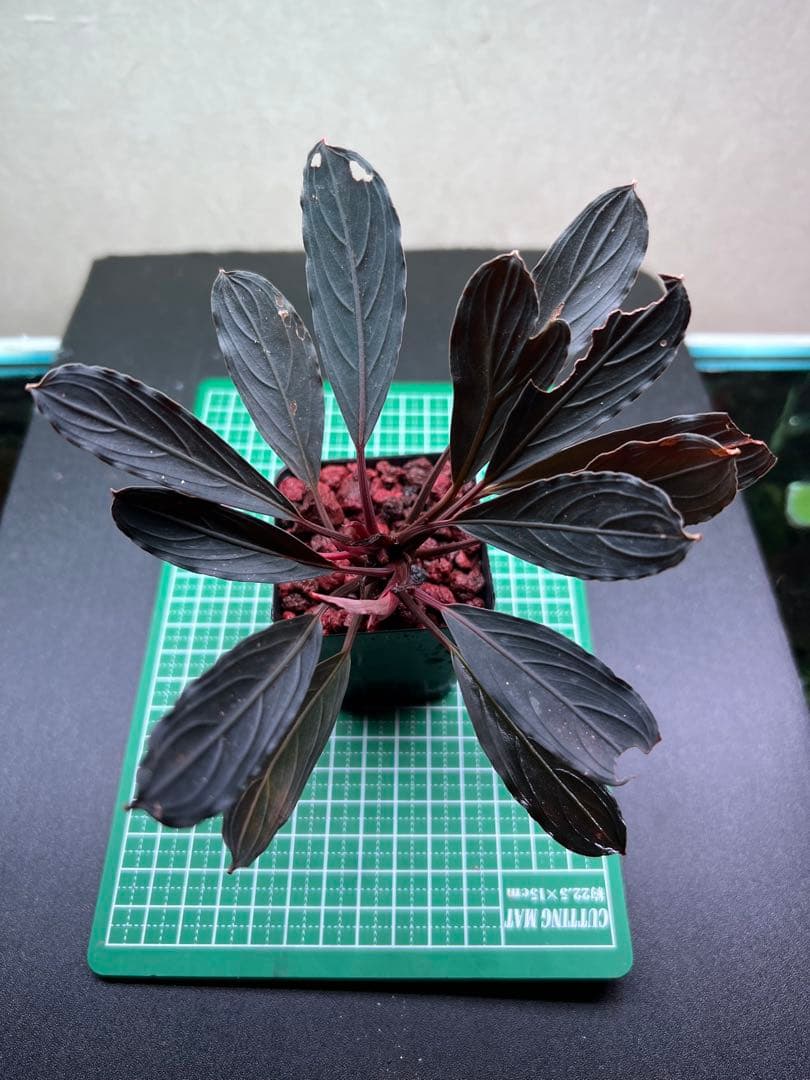 ブセファランドラ　スケルトンキング 22株