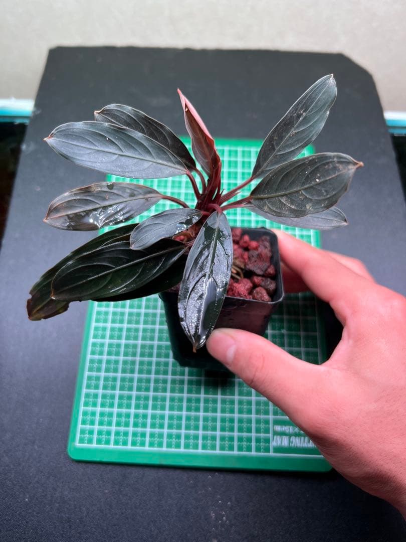 ブセファランドラ　スケルトンキング 22株