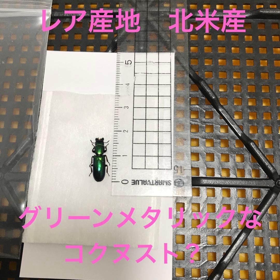 レア産地　北米産　グリーンメタリックなコクヌスト？