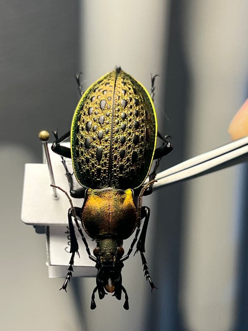 【38mm】エリスカブリモドキ オサムシ標本 オサムシ マイマインミョウ