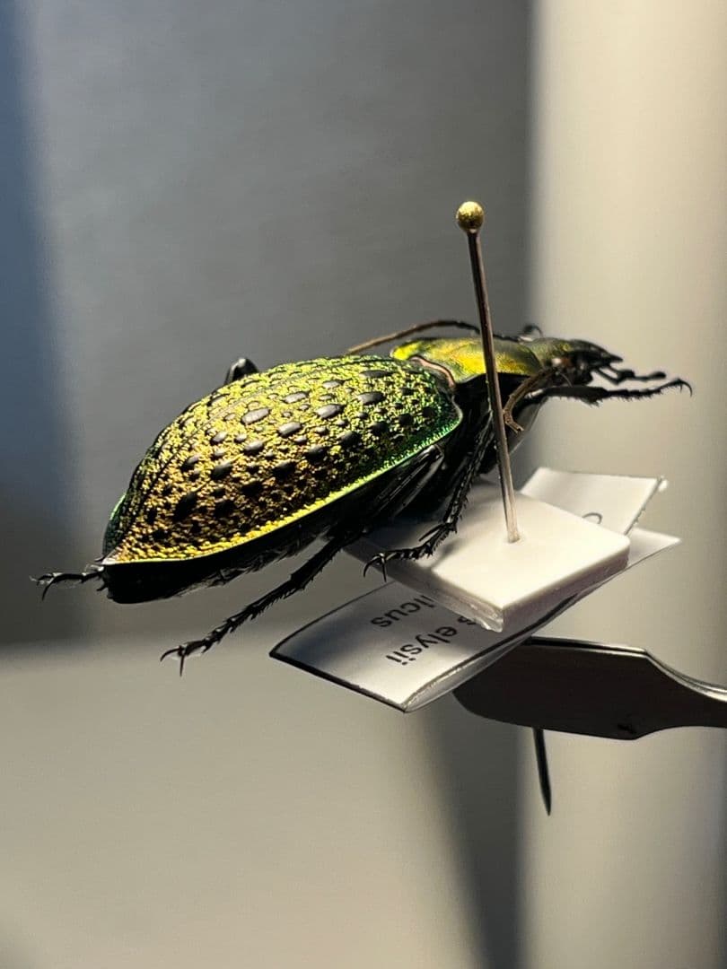 【38mm】エリスカブリモドキ オサムシ標本 オサムシ マイマインミョウ