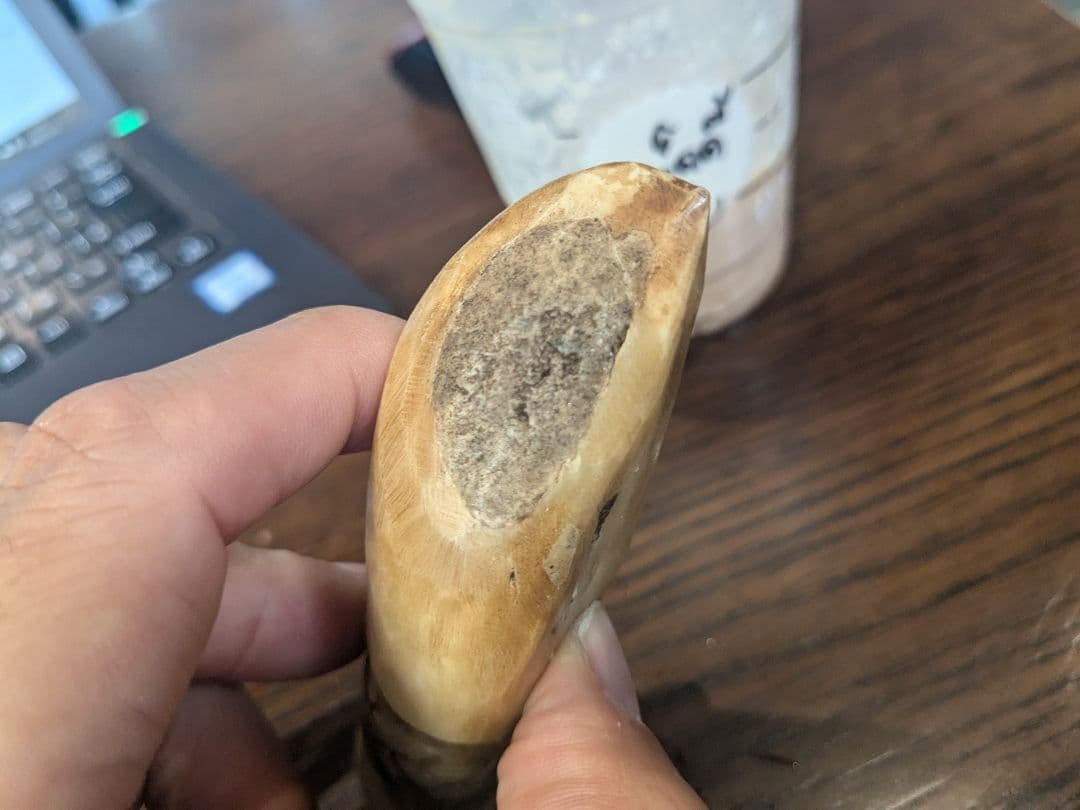 タイのお守りプラクルアン！なんかの角？骨？幸運値アップ！