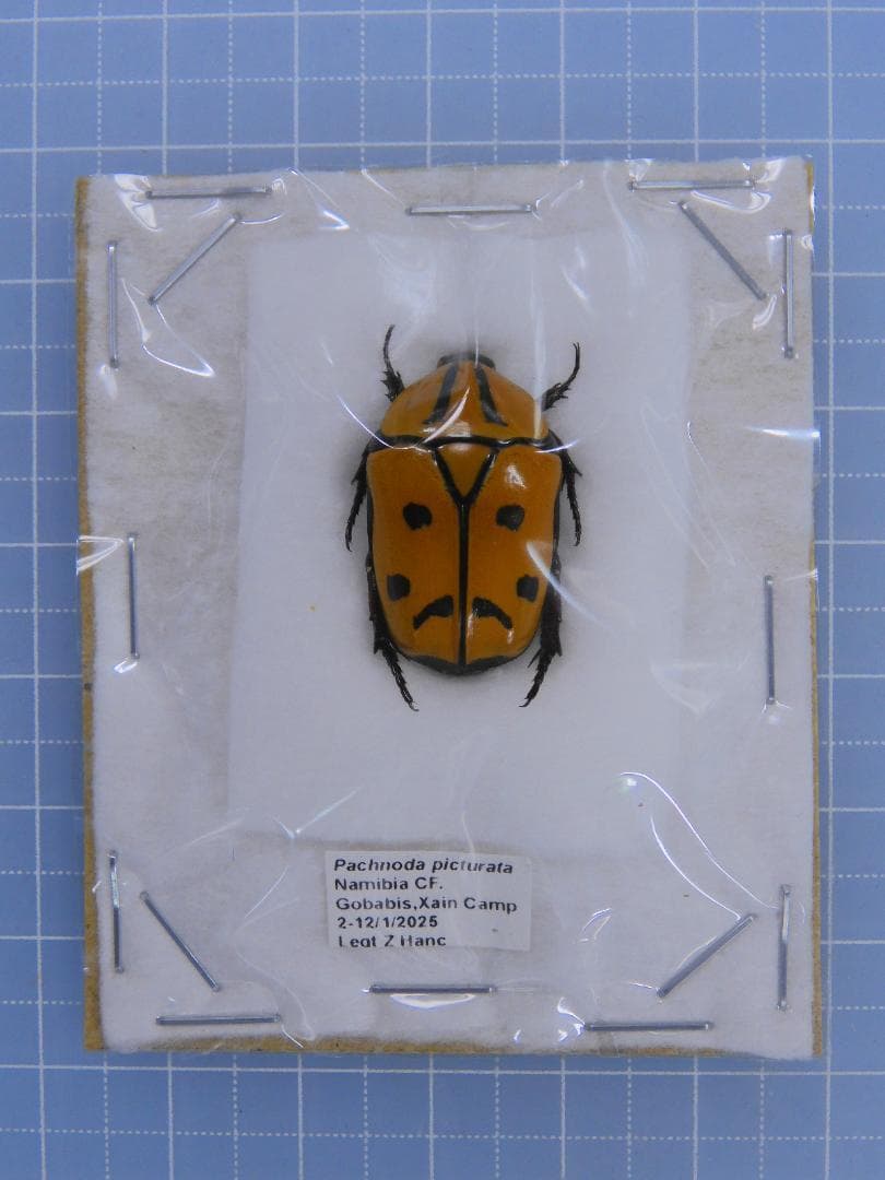 ナミビア産　珍品ハナムグリ　23mm