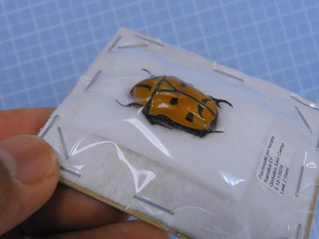 ナミビア産　珍品ハナムグリ　23mm